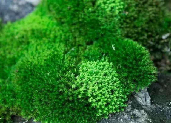 生长环境|青苔的生长环境及生长地方条件
