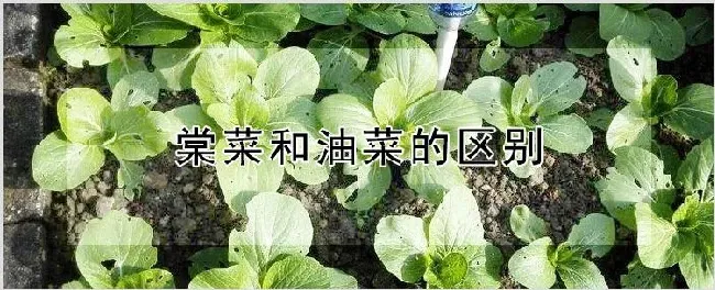 棠菜和油菜的区别 | 种植技术