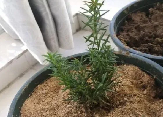 植物种类|红豆杉是被子植物吗