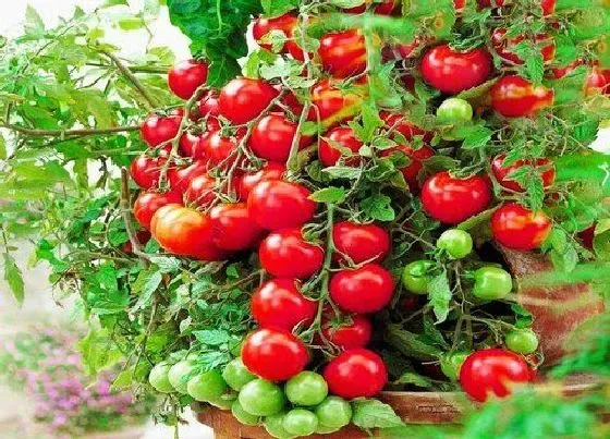 果实成熟|圣女果采摘时间和收获季节