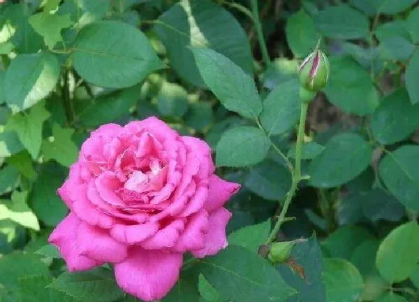 养殖方法|月季花怎么养家庭养法