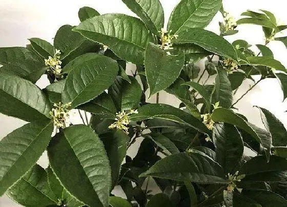 植物施肥|盆栽桂花可以施叶面肥吗，盆栽桂花发芽时能施肥吗）