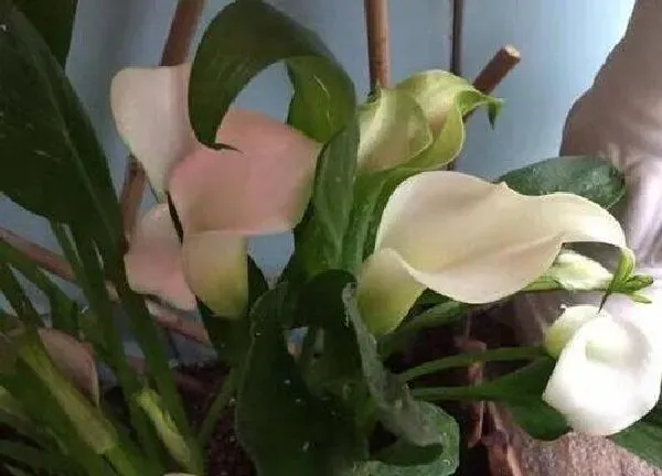 养殖科普|马蹄莲喜阴还是喜阳光的植物