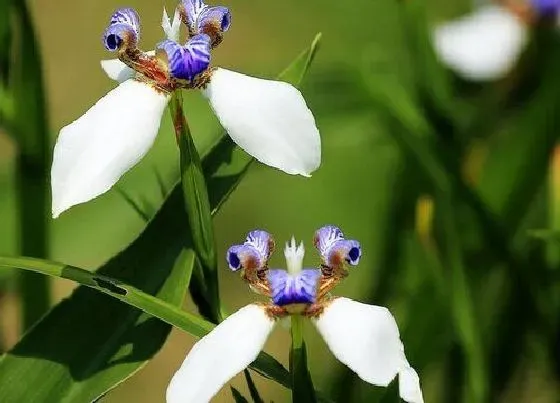 花期|蝴蝶花花期是什么时候