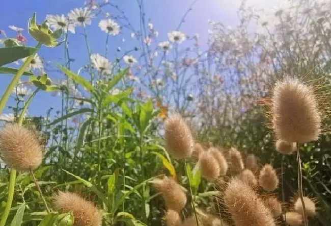 植物百科|狼尾巴草和狗尾巴草的区别