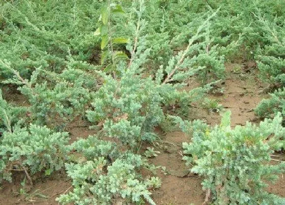 植物修剪|地柏盆景怎么修剪好看