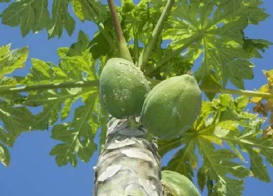 种植管理|木瓜几年结果实 种植后几年挂果