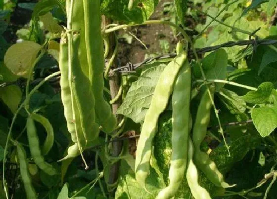 种植方法|油豆角种植时间和方法