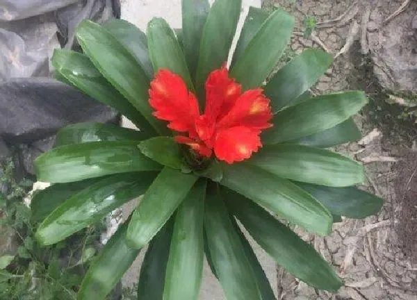 养殖方法|卡丽花怎么养长的好