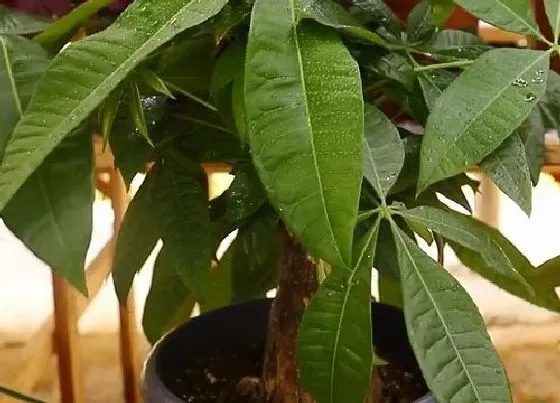 花卉风水|发财树开花好吗 什么条件才能开花