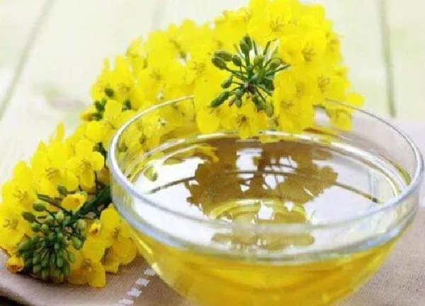 植物浇水|菜油可以浇花吗