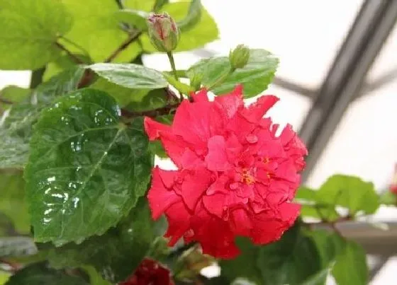 花语|扶桑花的花语是什么
