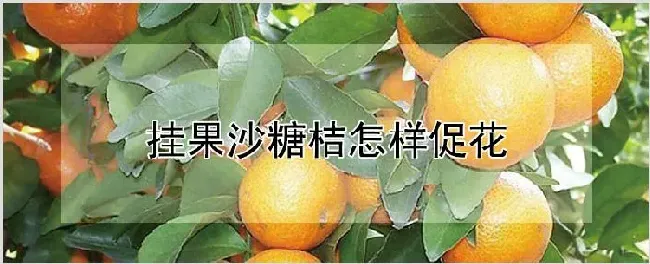 挂果沙糖桔怎样促花 | 种植资料