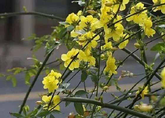 植物修剪|南迎春怎么修剪 修剪方法与具体步骤