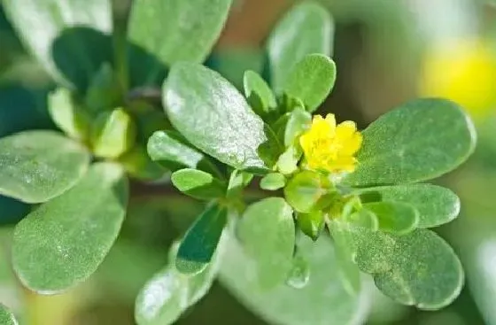 颜色花|马齿苋的花是什么颜色 长什么形状样子