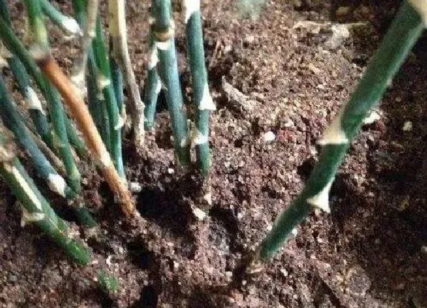 植物扦插|文竹可以扦插吗