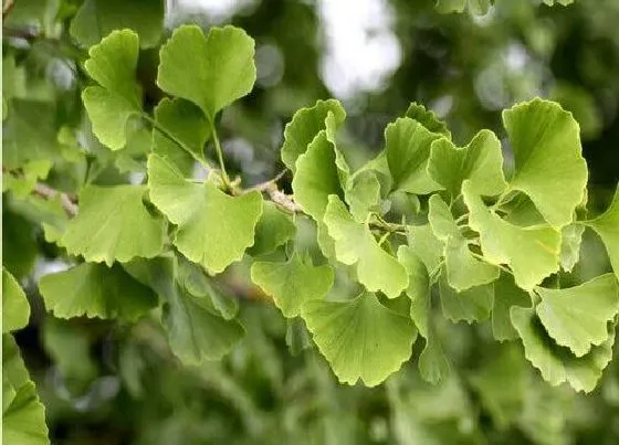 植物繁殖|银杏怎么繁殖方法和注意事项