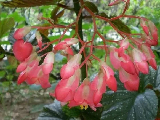 开花时间|竹节海棠一年开几次花 花期月份与时间