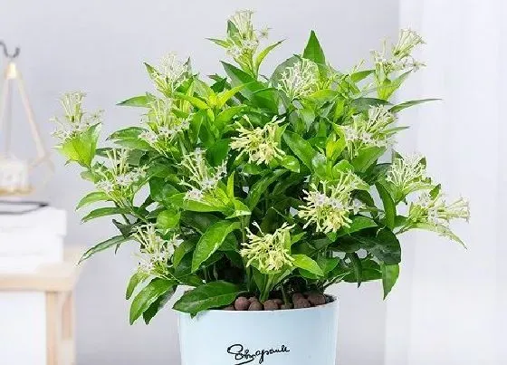 植物毒性|夜来香花香味有毒吗
