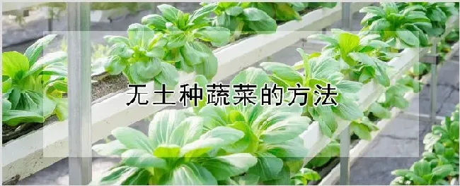 无土种蔬菜的方法 | 种植技术