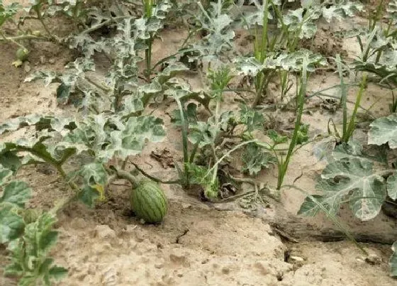 植物播种|南方西瓜什么时候播种