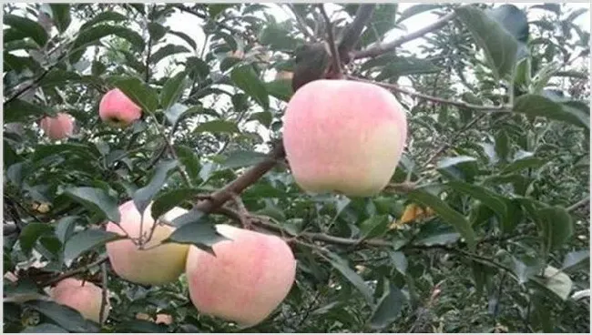 苹果个小什么原因 | 自然知识