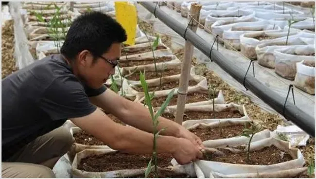 适合无土栽培的蔬菜 | 养殖技术