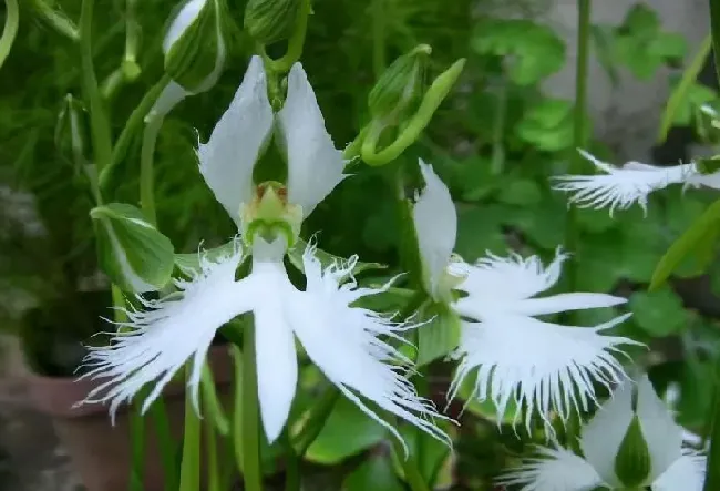 花卉百科|代表神秘的花（世界上花语含义是神秘高贵的花卉）