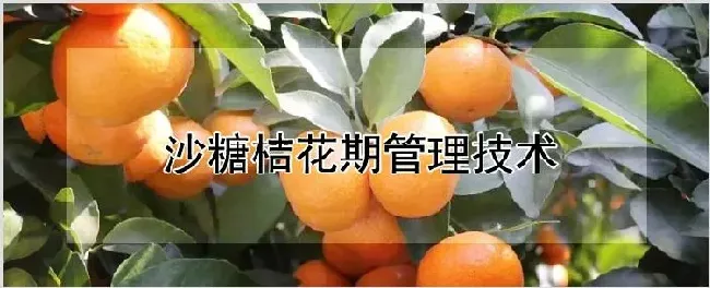 沙糖桔花期管理技术 | 种植资料