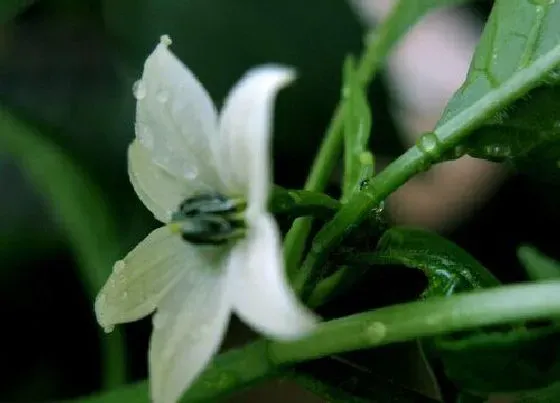 花卉百科|晚上开的花有哪些 5大夜间开花的花卉品种