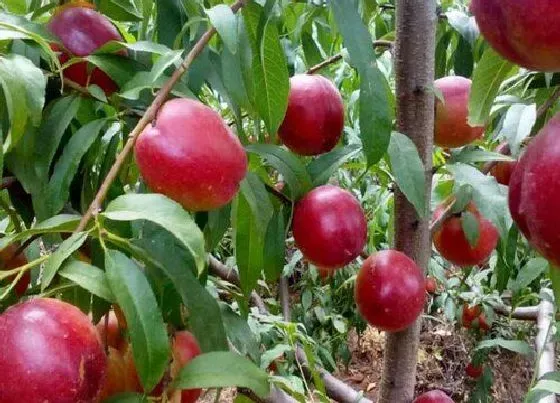 种植管理|油桃的生长周期是多长时间