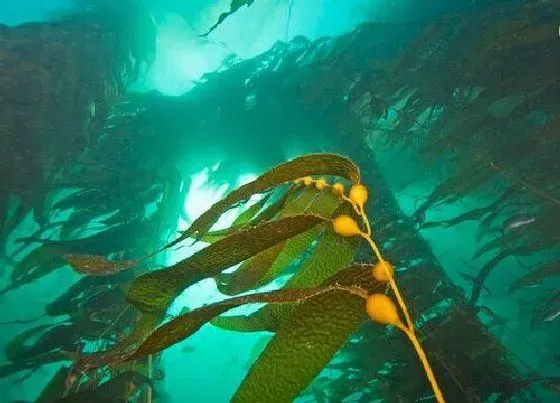 植物百科|海带属于什么类植物 属于绿色海藻植物吗