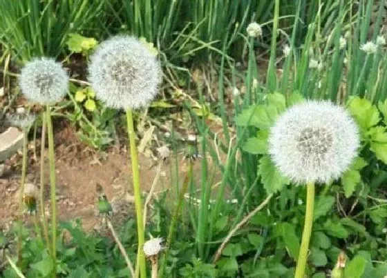 植物种类|苦菊和蒲公英是一种植物吗