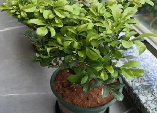 植物浇水|米兰多久浇一次水