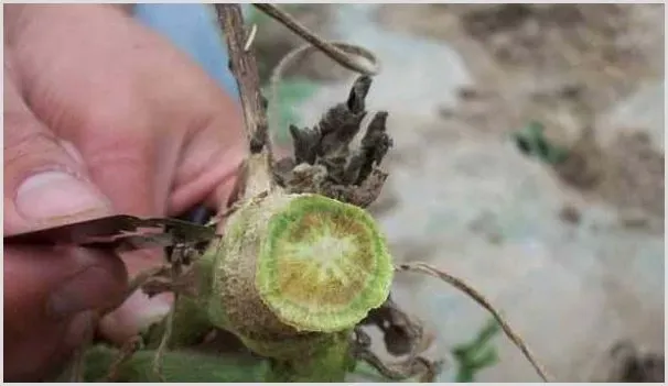 西瓜枯萎病发病条件及防治方法 | 种植技术