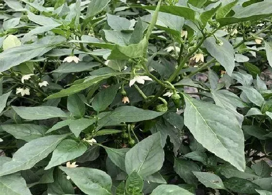 植物虫害|辣椒根结线虫怎么防治效果好（辣椒根结线虫症状及用药）
