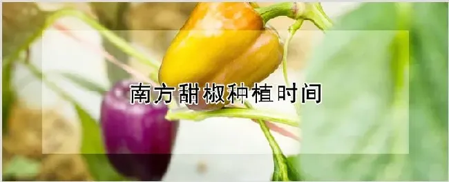 南方甜椒种植时间 | 农业技术