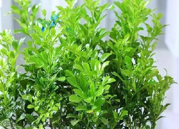 植物浇水|米兰多久浇一次水