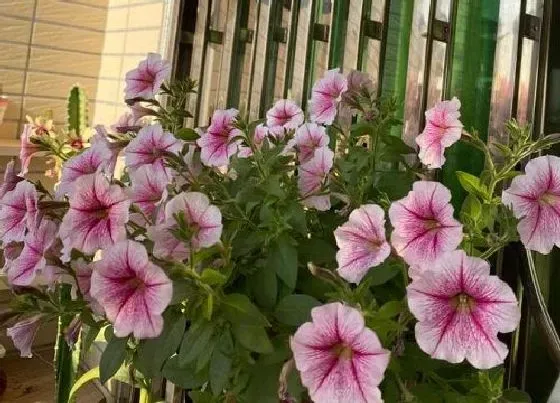 室内摆放|室内光线暗适合养什么花
