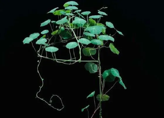 植物寓意|山乌龟植物风水寓意 家里种植山乌龟的风水说法