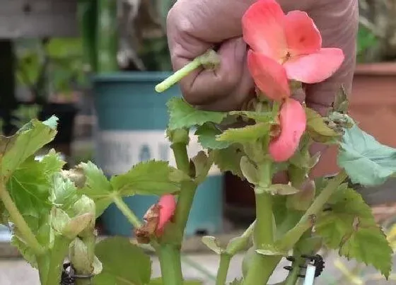 植物修剪|海棠花剪枝能插活吗 枝条扦插时间和方法