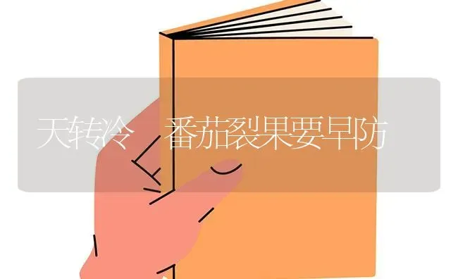 天转冷 番茄裂果要早防 | 瓜果种植