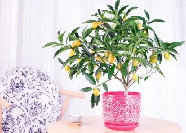 植物浇水|茶叶水可以浇桔子树吗