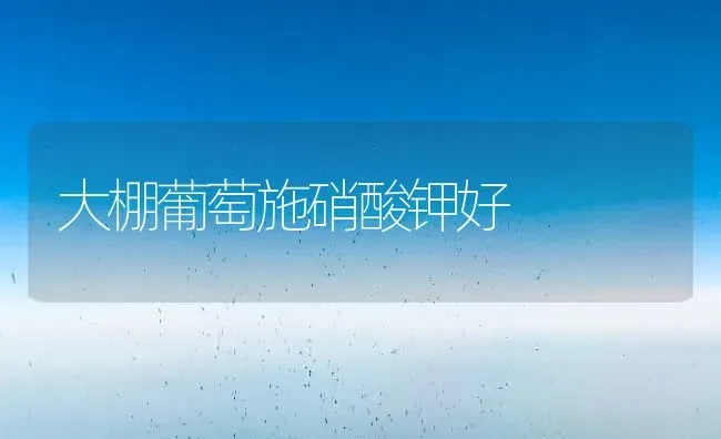 大棚葡萄施硝酸钾好 | 瓜果种植