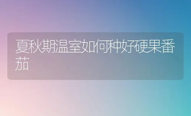 夏秋期温室如何种好硬果番茄 | 瓜果种植