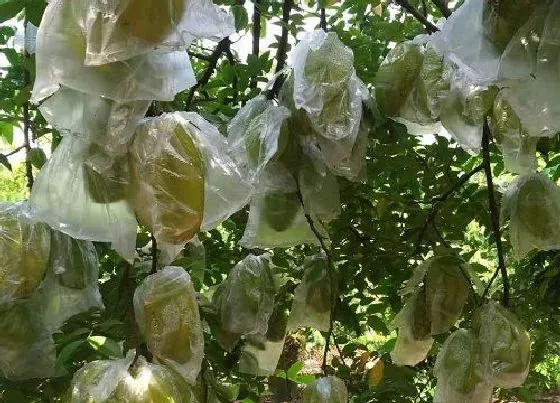 植物百科|有毒的盆栽花卉有哪些