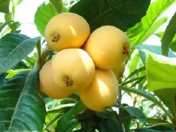 果实科普|枇杷几月开花结果 什么时候开花结果