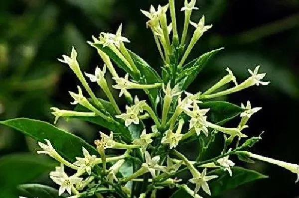 植物浇水|夜来香浇水时间和正确方法