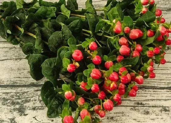花语|火龙珠的花语是什么