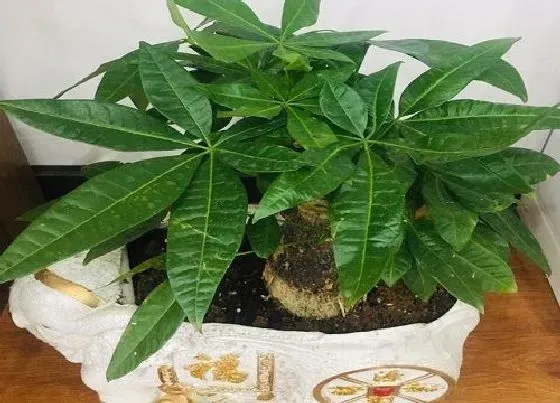 植物价格|发财树多少钱一盆